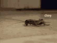 insect-chirping-3233368726.gif