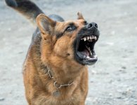DogBarking.jpg