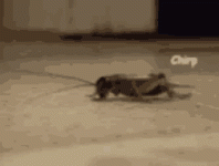 insect-chirping-3233368726.gif