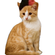 Kat