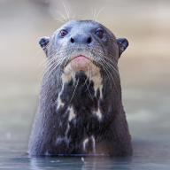 BlueRiverOtter