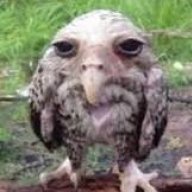 Charmethius