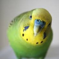 Budgiebud