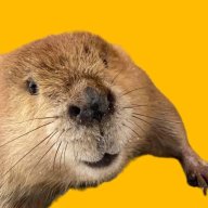 Beaverest