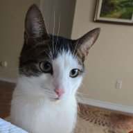 legoear