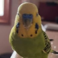 MrBird