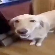 butter_dog12