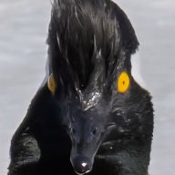 glamchicken
