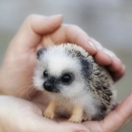 HedgehogLover