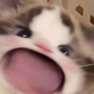 MrLocalCat