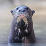 BlueRiverOtter