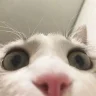 sanstorm