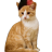 Kat