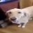 butter_dog12