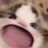 MrLocalCat